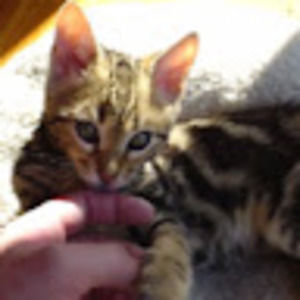 Meet your Posher, Scarlett